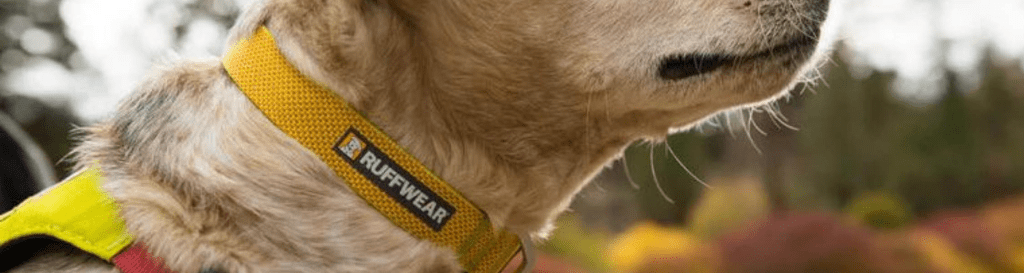 Collars & Leads - Hill and Dale Outdoors